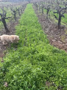 cover crop at bella grace vineyards
