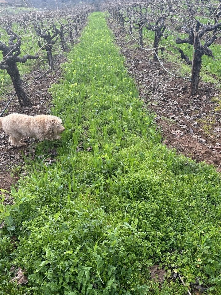 cover crop at bella grace vineyards