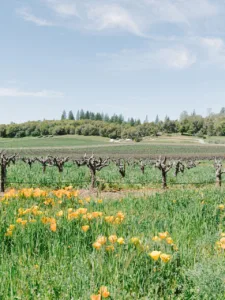 Organic Amador County Vineyard Tours