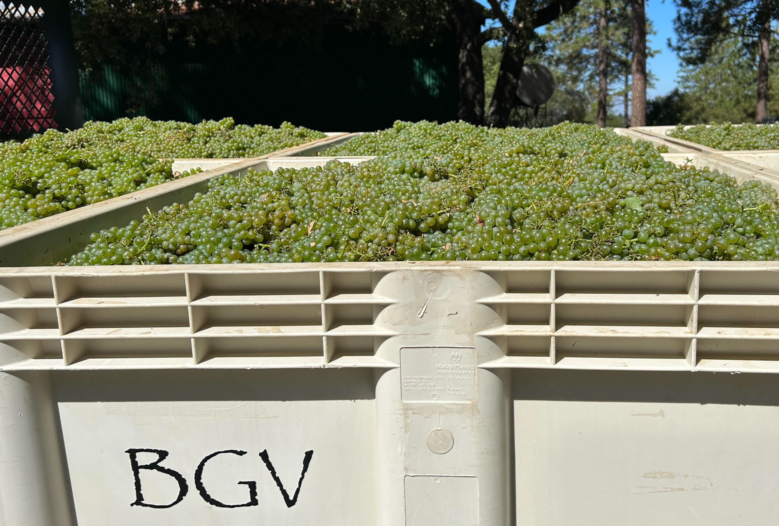 Bella Grace Sauvignon Blanc