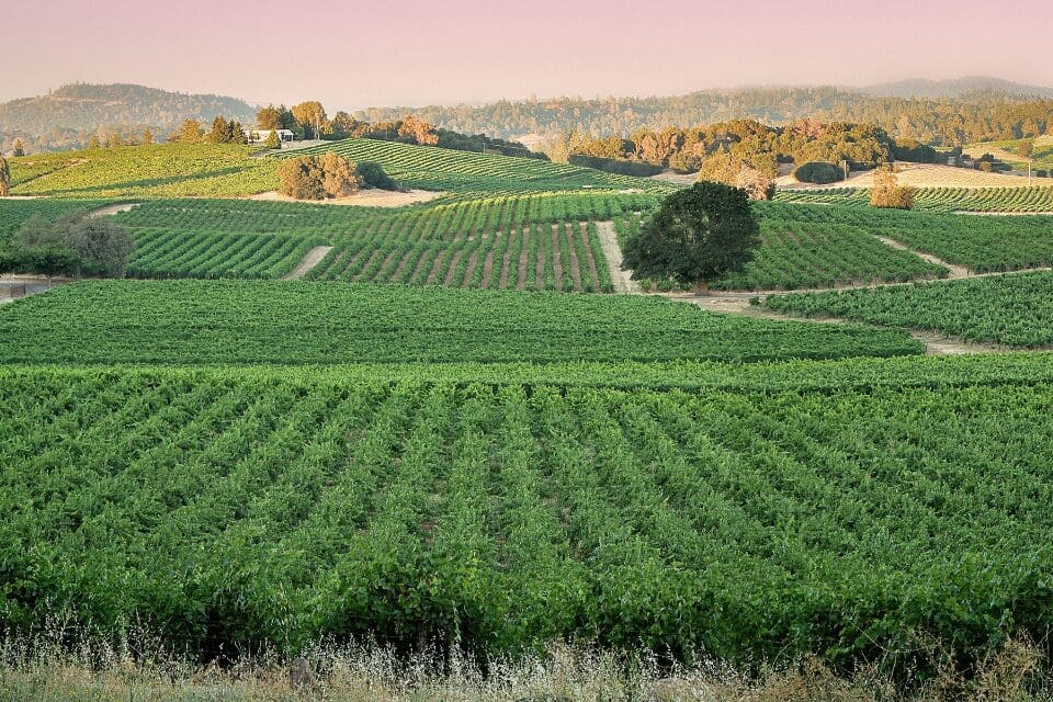 Wine tasting Plymouth CA — Bella Grace Vineyards estate vineyard and wine cave Amador County